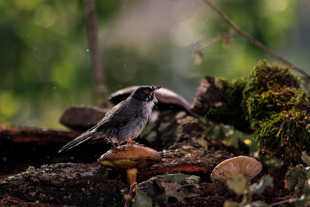 Curruca cabecinegra (Sylvia melanocephala).