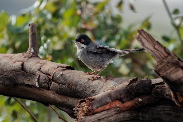 Curruca cabecinegra (Sylvia melanocephala).