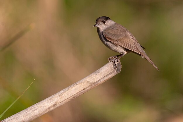 Curruca Capirotada Sylvia atricapilla Málaga España