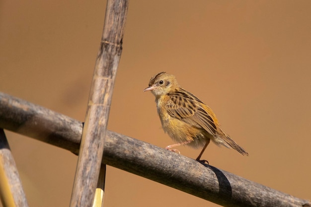 Curruca de cola de abanico Cisticola juncidis Málaga España