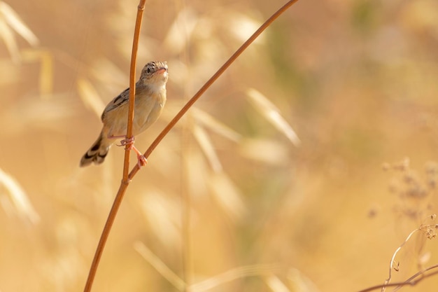 Curruca de cola de abanico Cisticola juncidis Málaga España