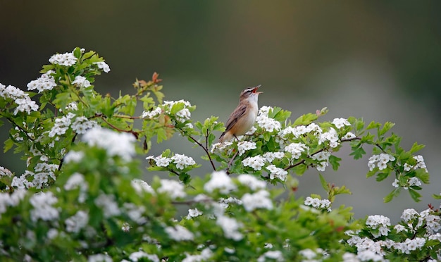 Curruca juncia cantando desde un árbol de espino en flor