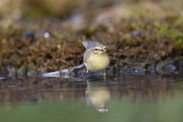 Curruca de madera Phylloscopus sibilatrix un hermoso pájaro nada y mira el reflejo en el agua