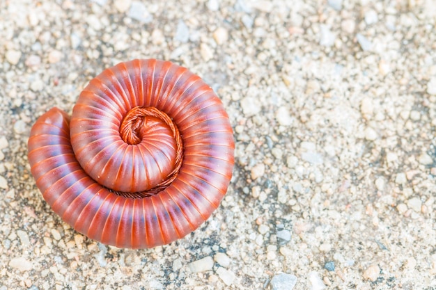 Curruca de milpiés en el piso.