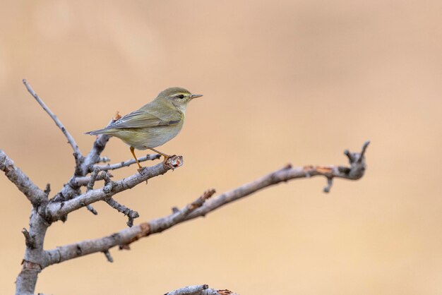 Curruca de sauce Phylloscopus trochilus Málaga España