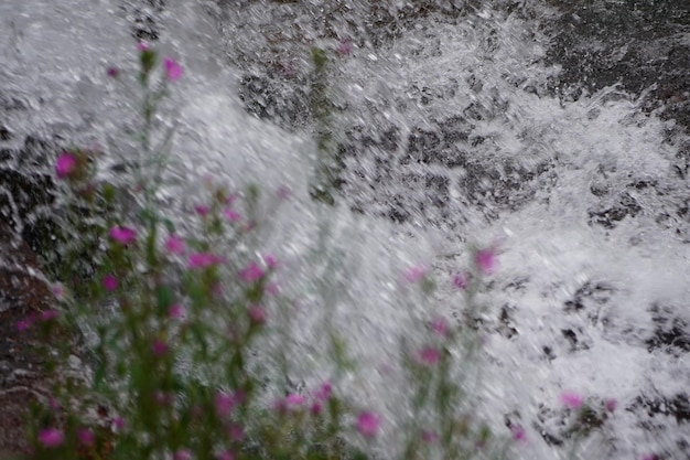 Foto curso de agua con algunas flores en el frente