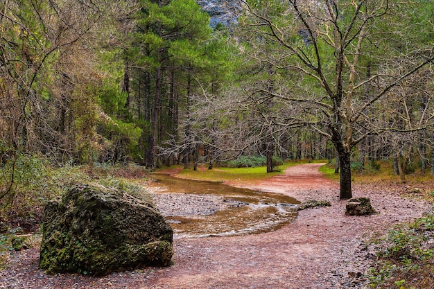 Curso de agua entre árboles y rocas