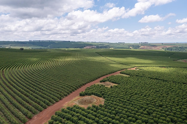 Foto curvas de plantação de café em um dia ensolarado com nuvens