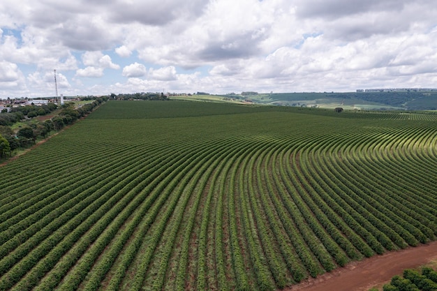 Foto curvas de plantação de café em um dia ensolarado com nuvens