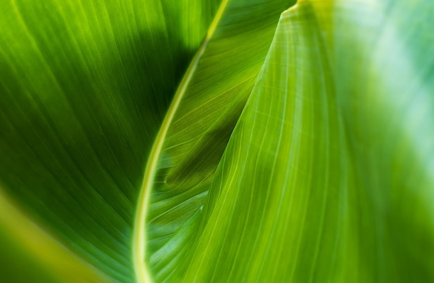 Curvas o fundo abstrato da natureza verde fresca da folha de bananeira