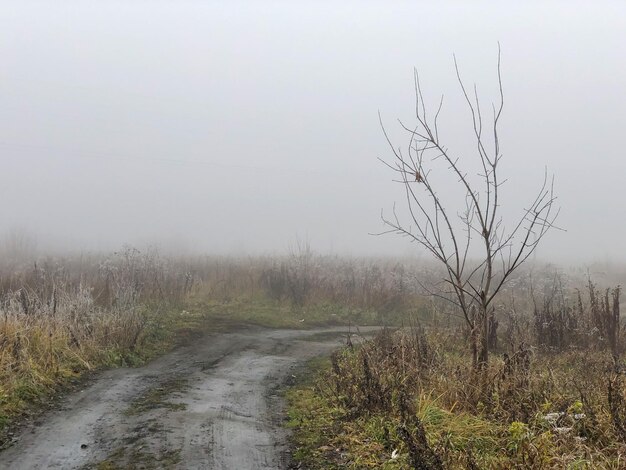 Curvatura da estrada de terra na grama seca do campo coberta de geada na manhã fria e nebulosa