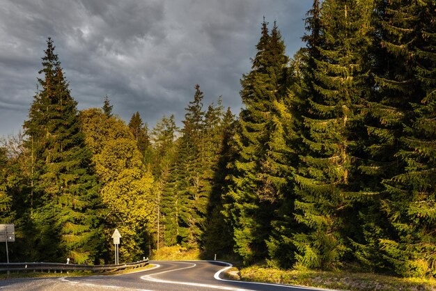 Curvy Road Trough Pine Forest na viagem de outono e conceito de aventura