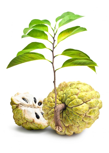 Custard Apple aislar el fondo blanco