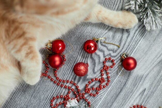 A cute adorable british cat paw jugando con bolas de navidad en casa, adornos navideños, gato navideño