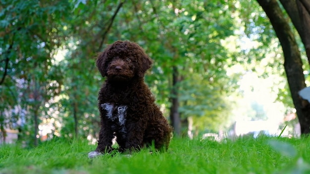 Cute cachorro castanho lagotto romagnolo sentado na grama e olhando para a câmera no espaço de verão para