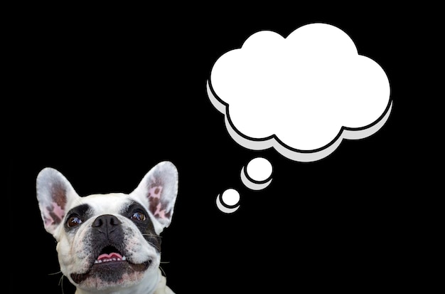 Cute cão Bulldog francês em fala bolha palavra nuvem pensamento símbolo nuvem