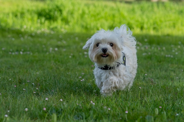Cute cão maltês Canis lupus familiaris brincando na grama em um parque em um dia ensolarado