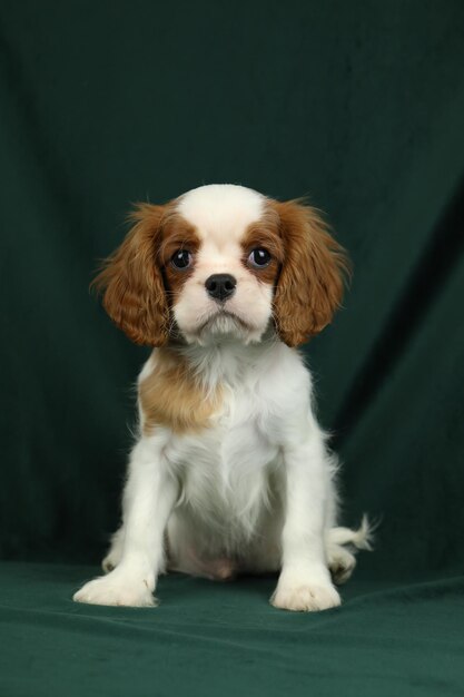 Cute cavalier King Charles spaniel cachorro em fundo escuro