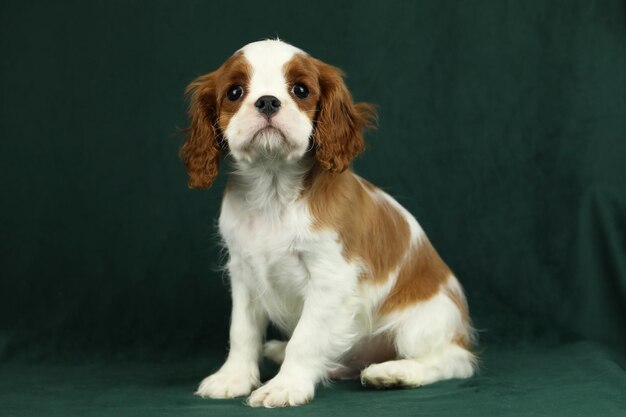 Foto cute cavalier king charles spaniel welpe auf dunklem hintergrund