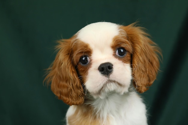 Foto cute cavalier king charles spaniel welpe auf dunklem hintergrund