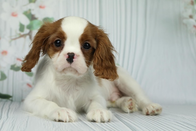 Cute Cavalier King Charles Spaniel Welpe auf hellem Hintergrund