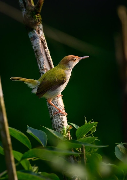 Cute Common Tailorbird forrageando no início da manhã, a luz suave da manhã brilha nas penas do pássaro