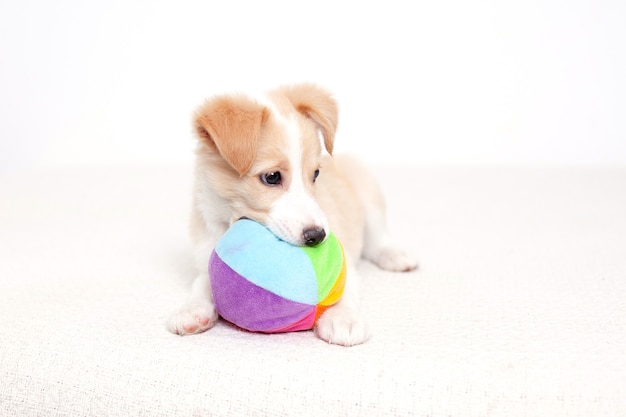 Cute Happy Puppy liegt nach einer aktiven Spielpause neben dem Ball Ein Haustier