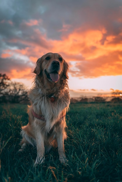Cute Hund auf dem Feld bei Sonnenuntergang