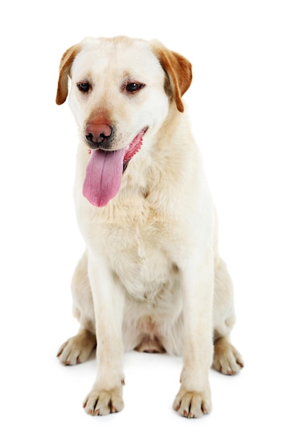 Cute Hund isoliert auf weißem Hintergrund