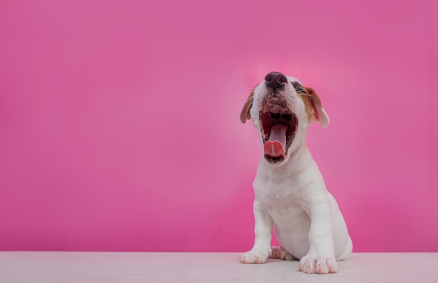 Cute Jack Russell cachorro latindo ou falar para chamar para publicidade de alimentos ou cuidados com animais de estimação no espaço de cópia