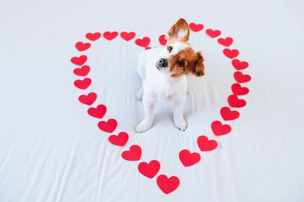 Cute Jack Russell cão em casa com vermelho amor rosas e corações romance valentine conceito
