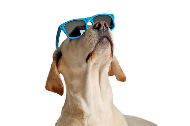 Cute Labrador-Hund mit Sonnenbrille isoliert auf weiß