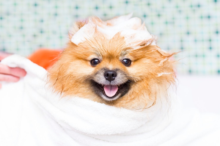 Foto cute little pomeranian em uma toalha branca após o banho.
