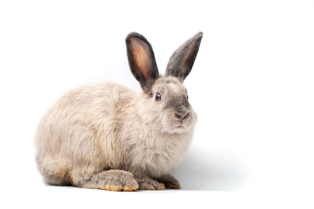 Cute Little Rabbit gesund isoliert auf weiss Baby-Kaninchen auf weißem Hintergrund