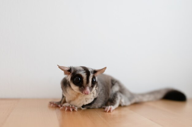 Cute little Sugar Glider en mesa de madera y pared blanca.