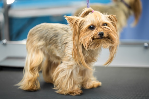 Cute little yorkshire terrier cachorrinho em cima da mesa no salão de beleza