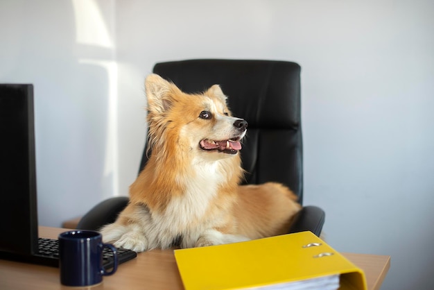 Cute, lustige Corgi-Hund sitzt auf einem Stuhl und arbeitet am Computer im Büro an seinem Schreibtisch