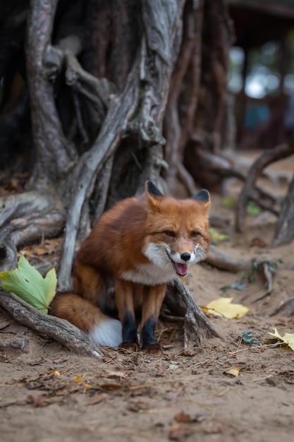 Cute Red Fox Vulpes Vulpes sitzt in den Wurzeln der Bäume im Herbstwald Ein schönes Tier in seinem natürlichen Lebensraum Wildes Tier aus nächster Nähe