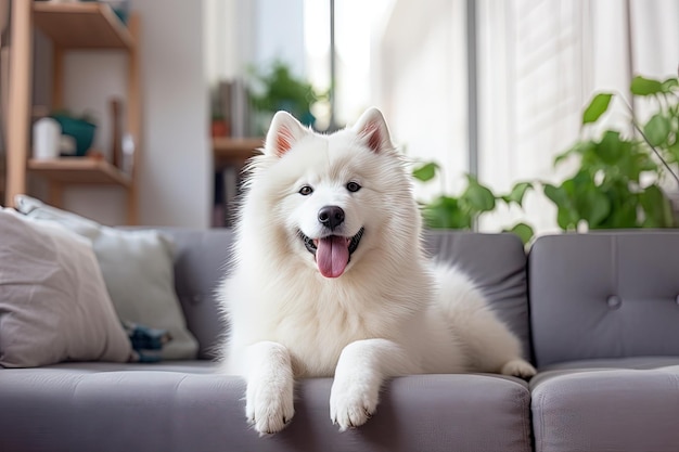 Cute Samoyed em espaço de vida contemporâneo