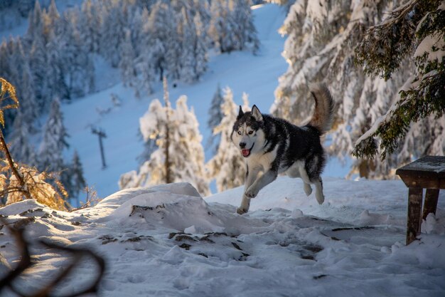 Foto cute siberian husky correndo na área nevada tauplitzalm áustria