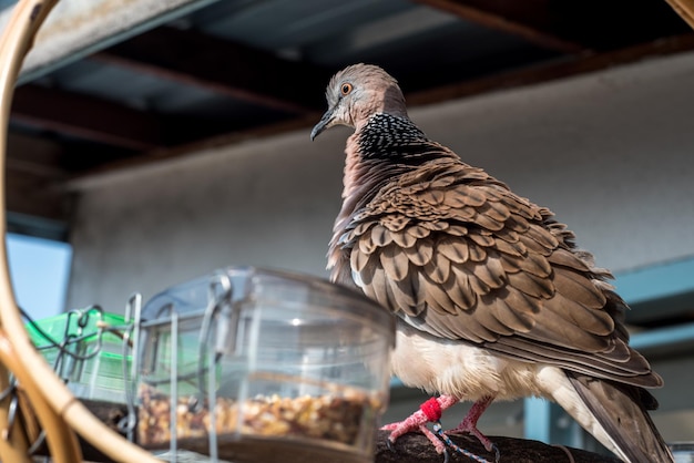 Foto cute spotted dove oder spilopelia chinensis pearlnecked dove genießen das sonnenbaden