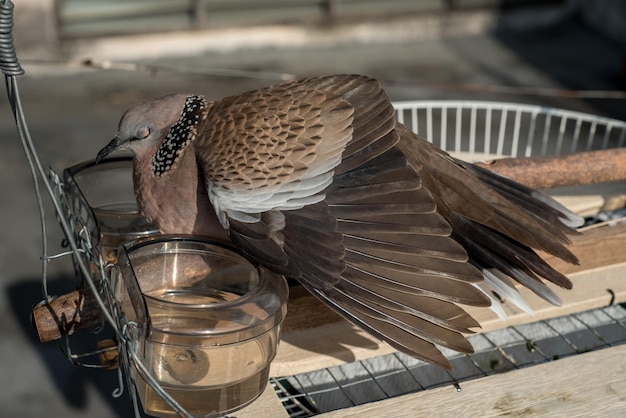 Foto cute spotted dove oder spilopelia chinensis pearlnecked dove genießen das sonnenbaden