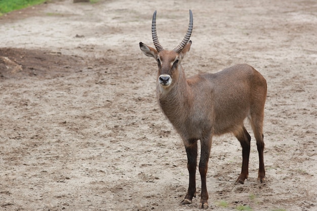 Cute waterbuck común se encuentra mirando