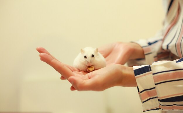 Cute Winter White Dwarf Hamster comiendo nueces en las manos del propietario