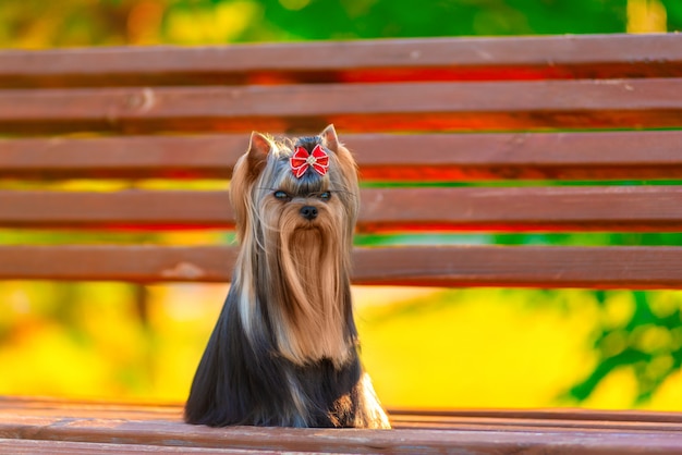 Cute, yorkshire terrier, cão, jogando dentro, a, jarda