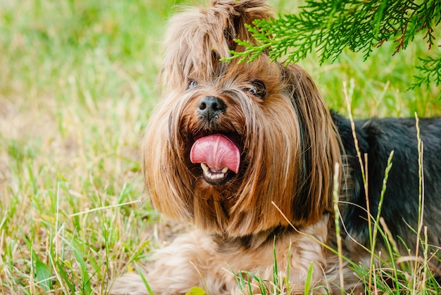 Cute, yorkshire terrier, cão, ligado, a, grama verde