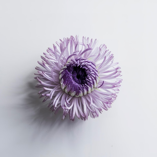 Cutter Aster-Blumen auf weißem Hintergrund