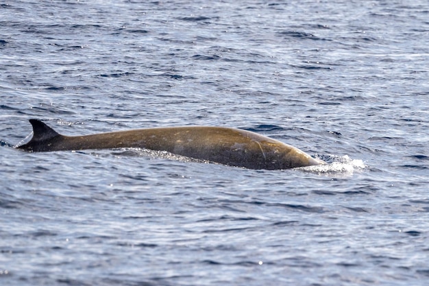 Cuvier-Gans Schnabelwal-Delfin Ziphius cavirostris