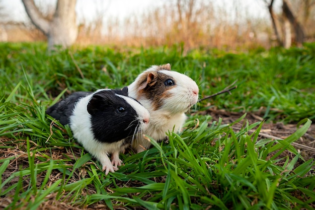 El cuy es una especie de roedor perteneciente al género Cavia