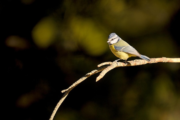 Cyanistes caeruleus - Die Blaumeise ist eine Singvogelart aus der Familie der Paridae